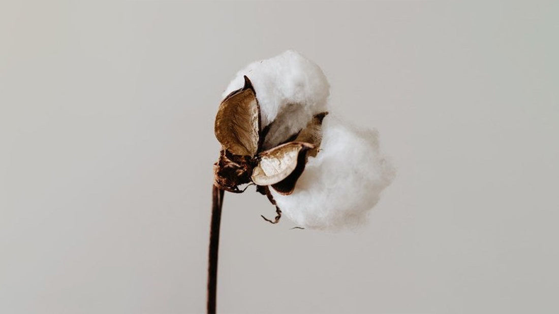 everything you need to know about organic cotton