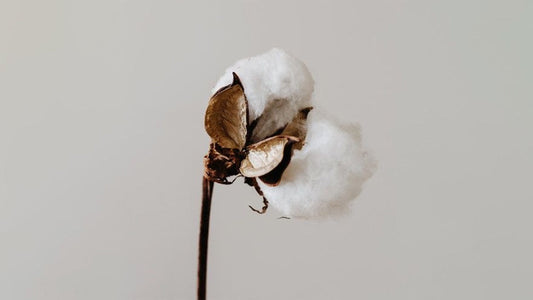 everything you need to know about organic cotton